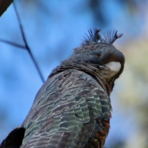 Callocephalon fimbriatum at Hughes, ACT - 2 Oct 2022