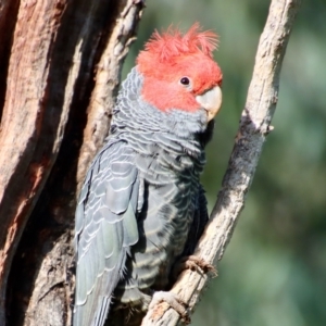 Callocephalon fimbriatum at Hughes, ACT - 2 Oct 2022