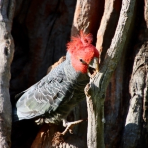 Callocephalon fimbriatum at Hughes, ACT - 2 Oct 2022