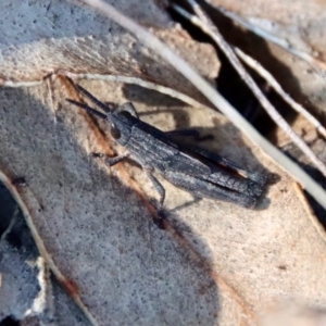 Coryphistes ruricola at Hughes, ACT - 2 Oct 2022 10:18 AM