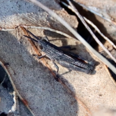 Coryphistes ruricola (Bark-mimicking Grasshopper) at Hughes, ACT - 1 Oct 2022 by LisaH