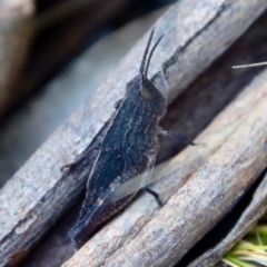 Coryphistes ruricola at Hughes, ACT - 2 Oct 2022 10:18 AM