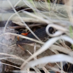 Coryphistes ruricola at Hughes, ACT - 2 Oct 2022 10:18 AM