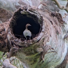 Chenonetta jubata (Australian Wood Duck) at Albury - 30 Sep 2022 by Darcy