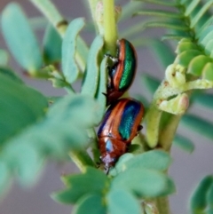 Calomela curtisi (Acacia leaf beetle) at Hughes, ACT - 2 Oct 2022 by LisaH