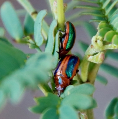 Calomela curtisi (Acacia leaf beetle) at Hughes Grassy Woodland - 1 Oct 2022 by LisaH