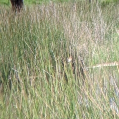 Cisticola exilis (Golden-headed Cisticola) at Albury - 1 Oct 2022 by Darcy