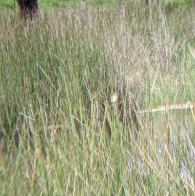 Cisticola exilis (Golden-headed Cisticola) at Lake Hume Village, NSW - 1 Oct 2022 by Darcy