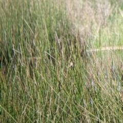 Cisticola exilis at Lake Hume Village, NSW - suppressed