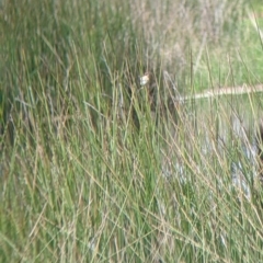 Cisticola exilis at Lake Hume Village, NSW - suppressed