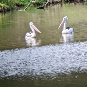 Pelecanus conspicillatus at Lake Hume Village, NSW - suppressed