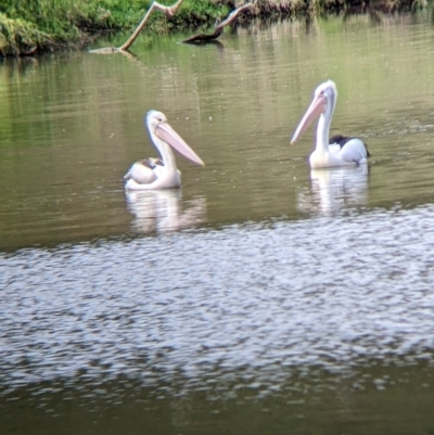 Pelecanus conspicillatus (Australian Pelican) at Albury - 1 Oct 2022 by Darcy