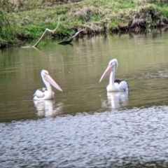 Pelecanus conspicillatus at Lake Hume Village, NSW - suppressed