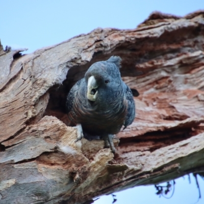 Callocephalon fimbriatum (Gang-gang Cockatoo) at Hughes, ACT - 2 Oct 2022 by LisaH