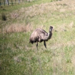 Dromaius novaehollandiae (Emu) at Glenrowan, VIC - 2 Oct 2022 by Darcy