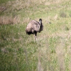 Dromaius novaehollandiae at Glenrowan, VIC - 2 Oct 2022