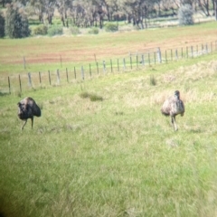 Dromaius novaehollandiae at Glenrowan, VIC - 2 Oct 2022