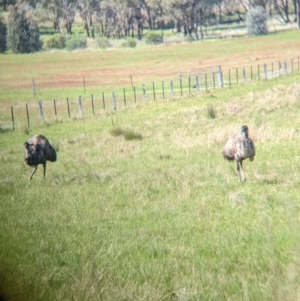 Dromaius novaehollandiae at Glenrowan, VIC - 2 Oct 2022 02:55 PM