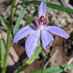 Cyanicula caerulea (Blue Fingers, Blue Fairies) at Warby-Ovens National Park - 2 Oct 2022 by Darcy