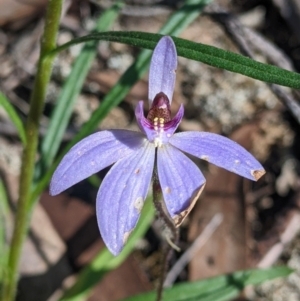 Cyanicula caerulea at Killawarra, VIC - 2 Oct 2022