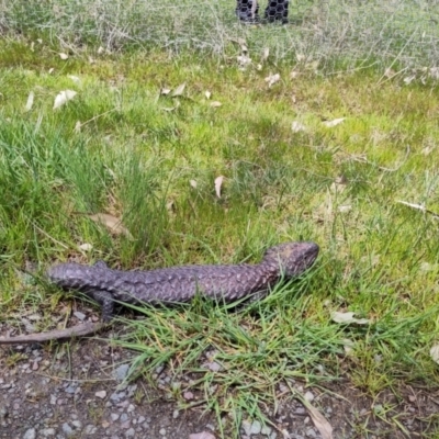 Tiliqua rugosa (Shingleback Lizard) at Throsby, ACT - 3 Oct 2022 by EternalQuoll