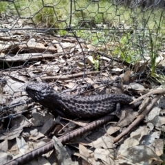 Tiliqua rugosa (Shingleback Lizard) at Throsby, ACT - 3 Oct 2022 by EternalQuoll