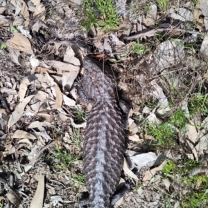 Tiliqua rugosa at Forde, ACT - 3 Oct 2022