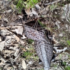 Tiliqua rugosa at Forde, ACT - 3 Oct 2022