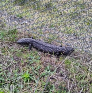 Tiliqua rugosa at Forde, ACT - 3 Oct 2022