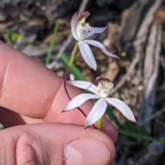 Caladenia moschata (Musky Caps) at Warby-Ovens National Park - 2 Oct 2022 by Darcy