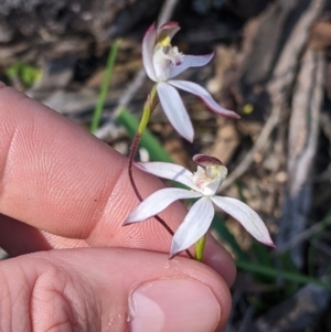 Caladenia moschata at Killawarra, VIC - 2 Oct 2022