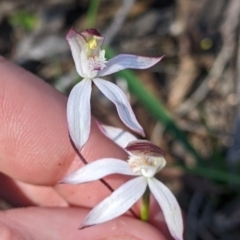 Caladenia moschata at Killawarra, VIC - 2 Oct 2022