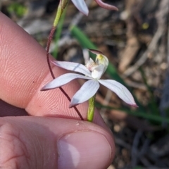 Caladenia moschata at Killawarra, VIC - suppressed