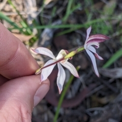 Caladenia moschata at Killawarra, VIC - 2 Oct 2022