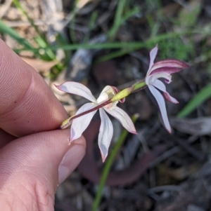 Caladenia moschata at Killawarra, VIC - suppressed