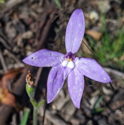 Glossodia major (Wax Lip Orchid) at Warby-Ovens National Park - 2 Oct 2022 by Darcy