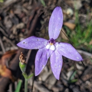 Glossodia major (Wax Lip Orchid) at Killawarra, VIC by Darcy