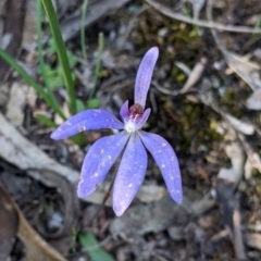 Cyanicula caerulea (Blue Fingers, Blue Fairies) at Killawarra, VIC - 2 Oct 2022 by Darcy