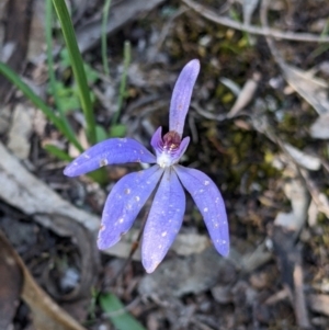 Cyanicula caerulea at Killawarra, VIC - suppressed