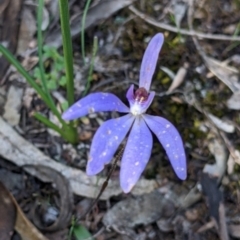 Cyanicula caerulea at Killawarra, VIC - suppressed