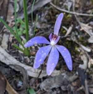 Cyanicula caerulea at Killawarra, VIC - 2 Oct 2022