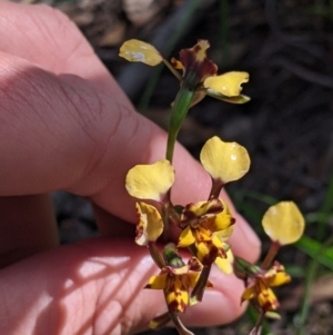 Diuris pardina at Killawarra, VIC - suppressed