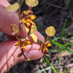 Diuris pardina at Killawarra, VIC - suppressed