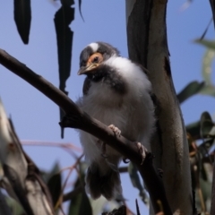 Entomyzon cyanotis (Blue-faced Honeyeater) at Lake Burley Griffin West - 2 Oct 2022 by rawshorty