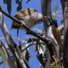 Entomyzon cyanotis at Acton, ACT - suppressed