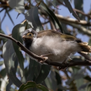 Entomyzon cyanotis at Acton, ACT - suppressed