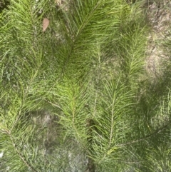 Pinus radiata (Monterey or Radiata Pine) at Aranda Bushland - 3 Oct 2022 by lbradley