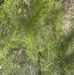 Pinus radiata (Monterey or Radiata Pine) at Cook, ACT - 3 Oct 2022 by lbradley