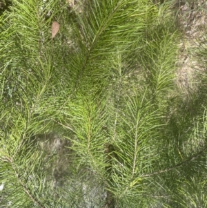 Pinus radiata at Cook, ACT - 3 Oct 2022