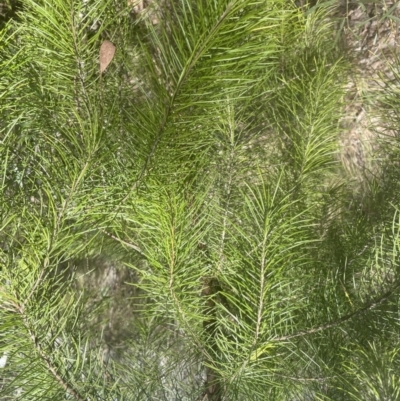 Pinus radiata (Monterey or Radiata Pine) at Aranda Bushland - 3 Oct 2022 by lbradley